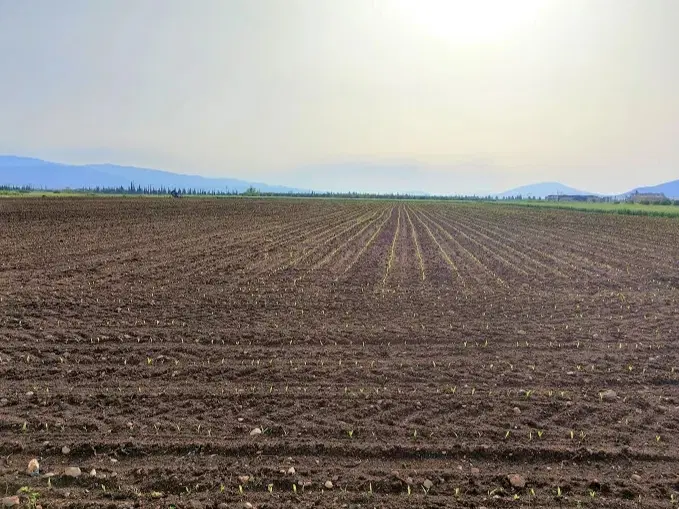 زمین کشاورزی سرطا 17000 متر