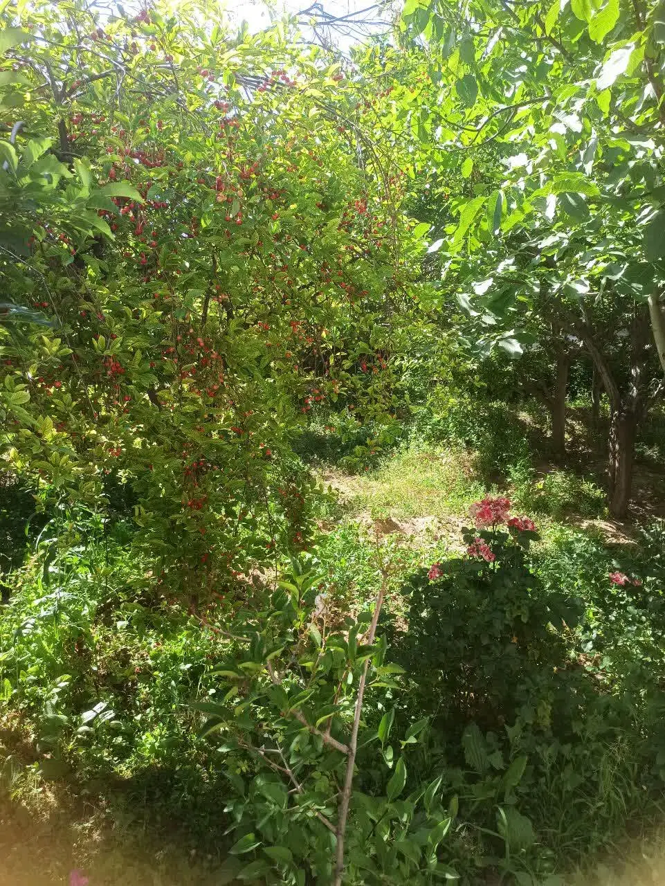 خانه‌باغ