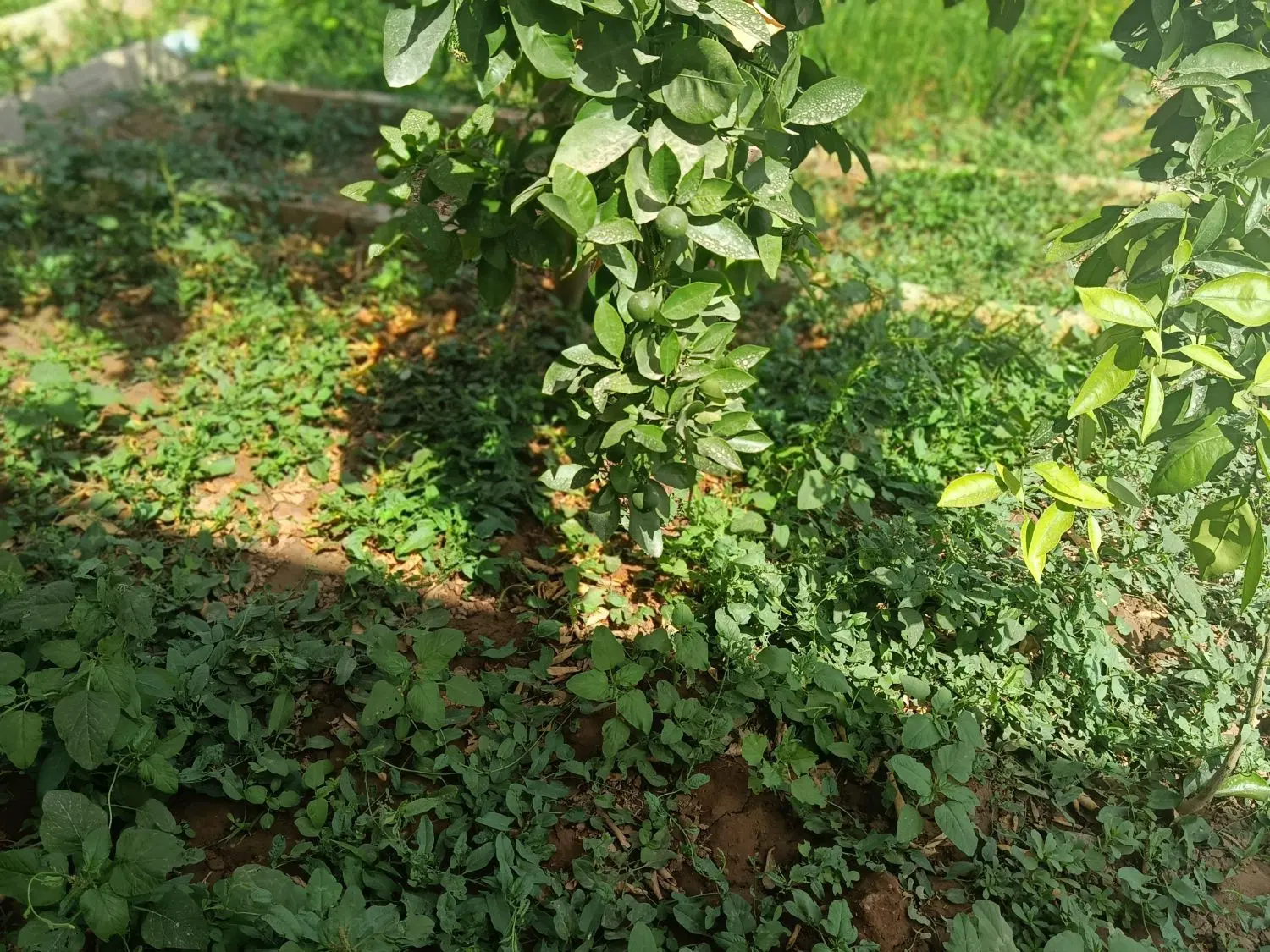 زمین در پاپی خالدار