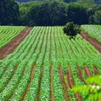 زمین برای باغ و ویلا