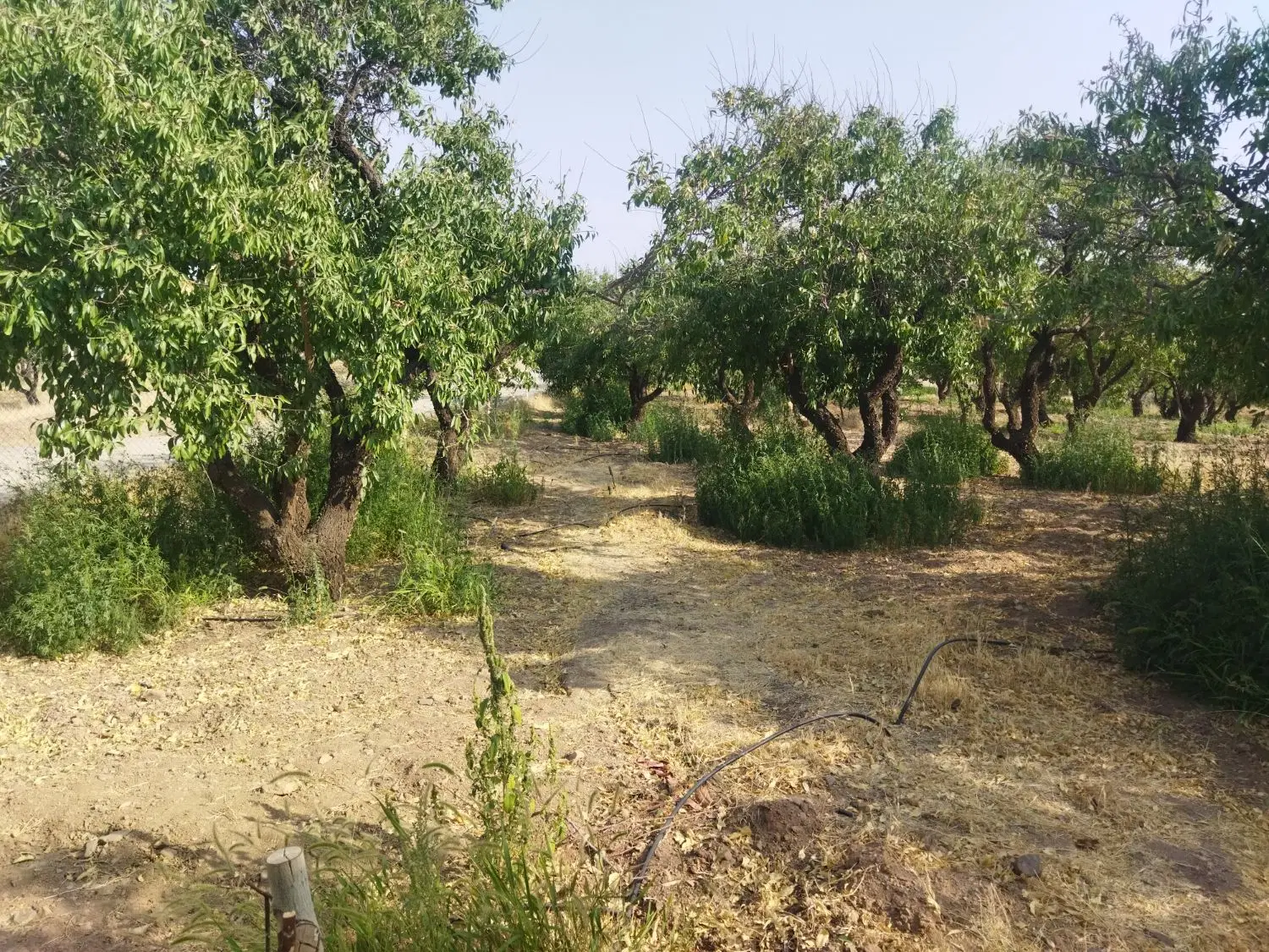باغی با لوکیشن عالی در پل زمانخان