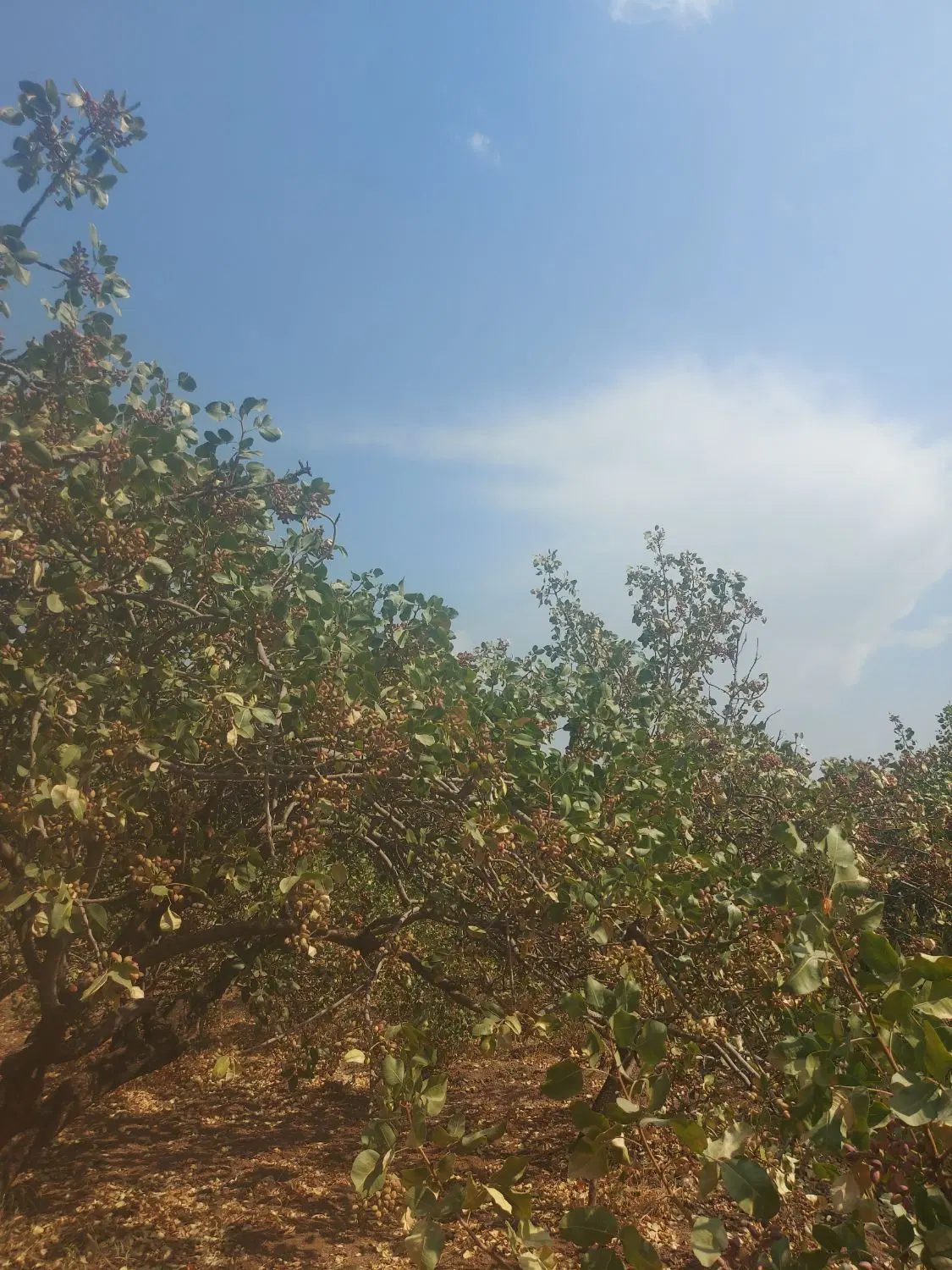 باغ پسته (دارستان پسته)