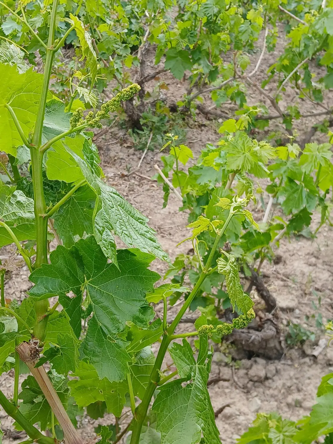 باغ انگور و میوه روستای هزاوه