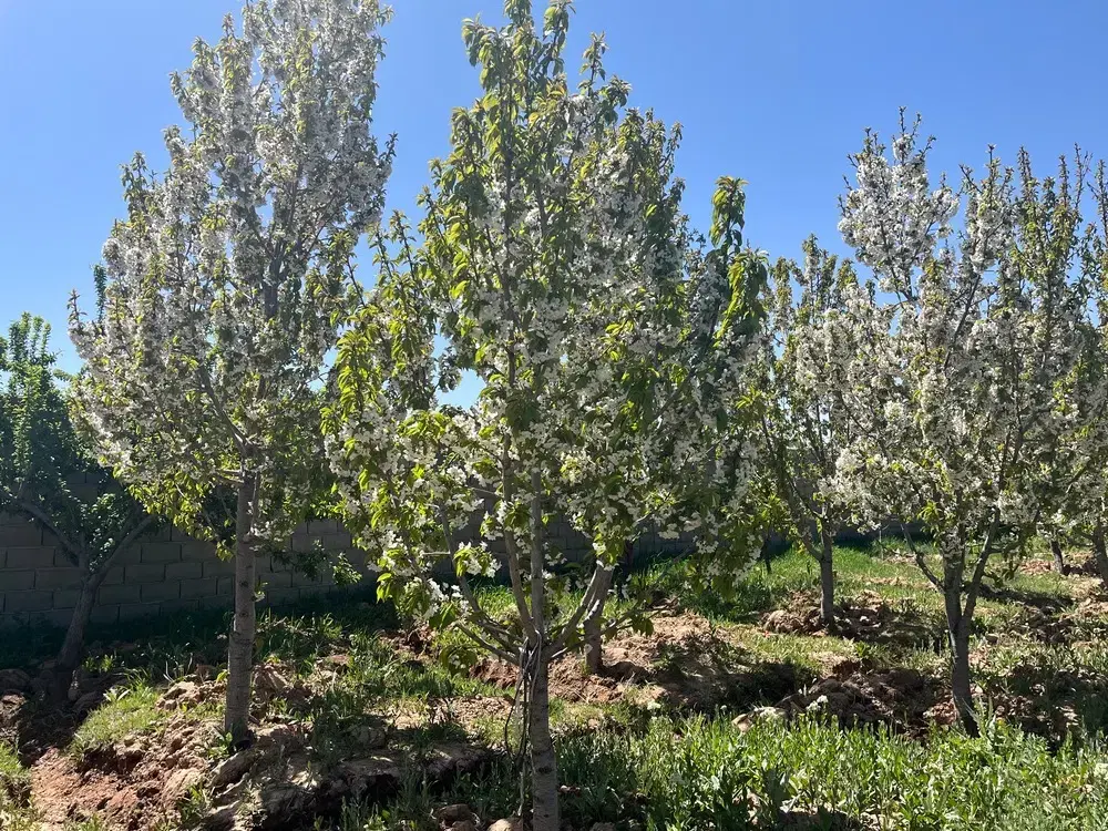 فروش باغ در کوشکی