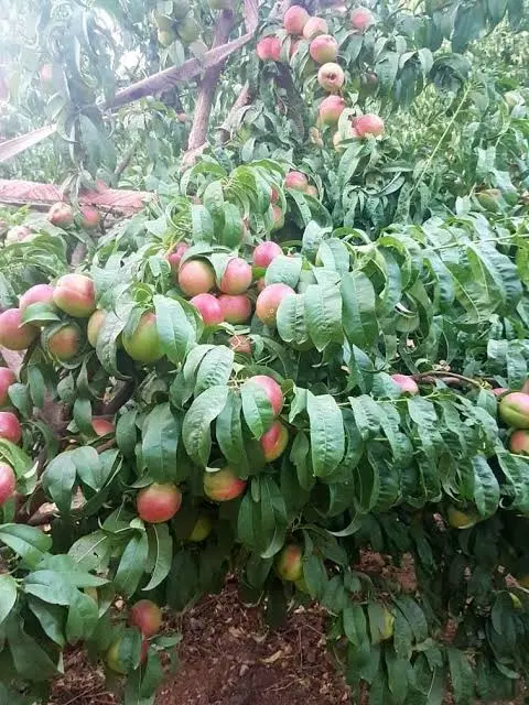 باغچه ۱۰۰۰ متری تهراندشت
