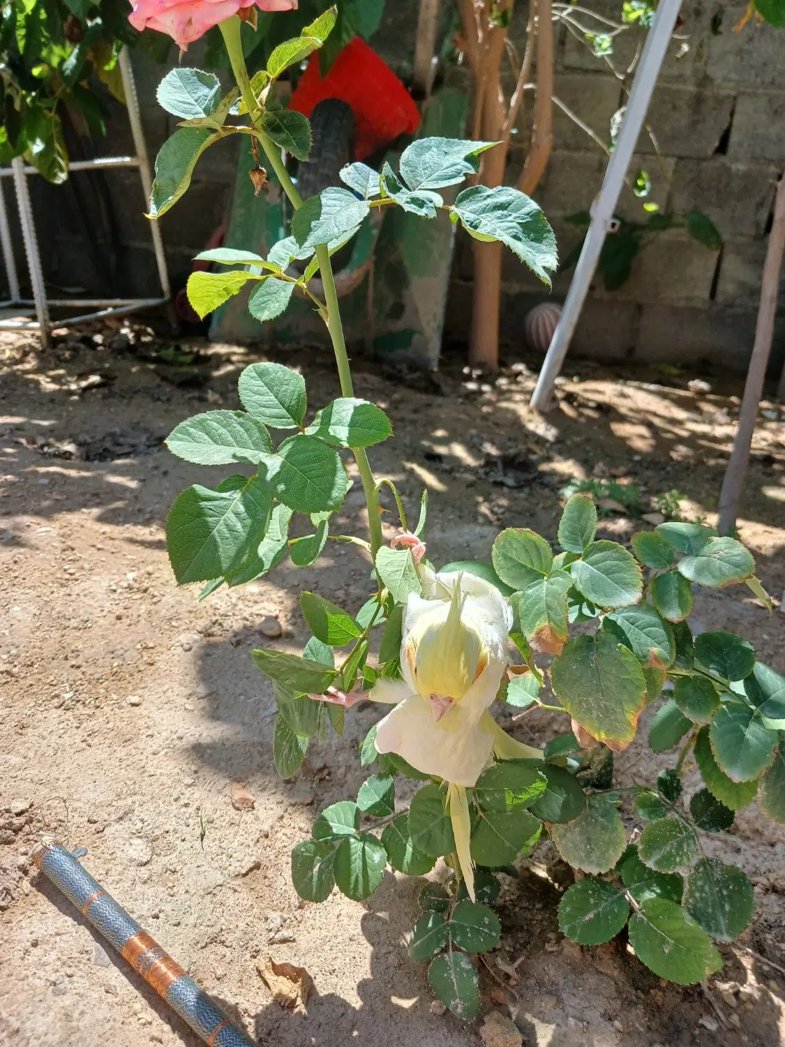 فروش 1300مترزمین واقع درتنگ خوزی (شهرستان مهر)