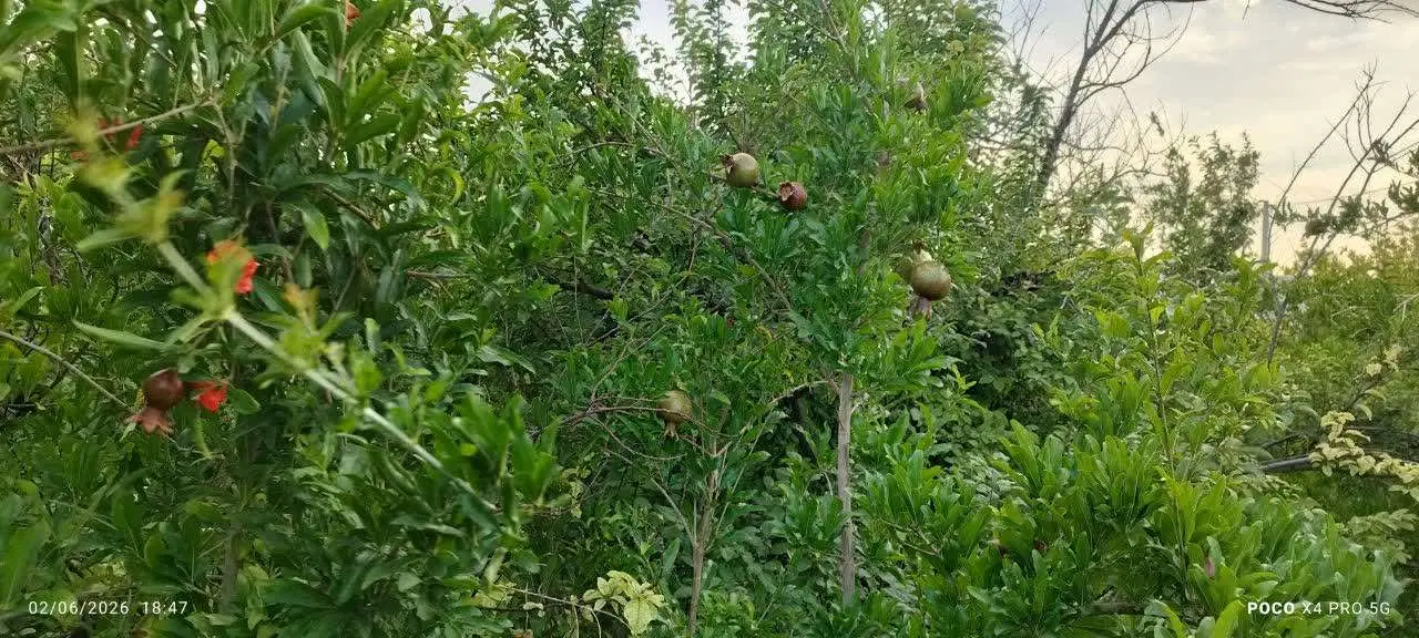 باغ فروشی مشکات