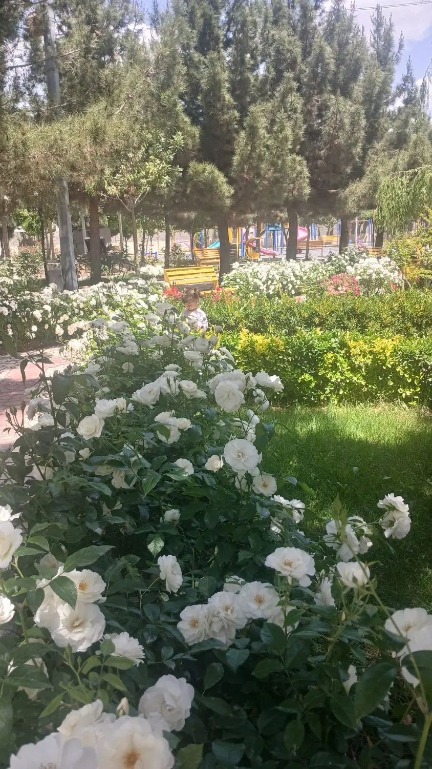 زمین باغی 130متری