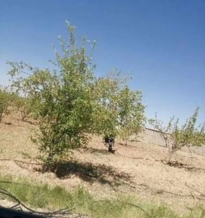 زمین باغشهری