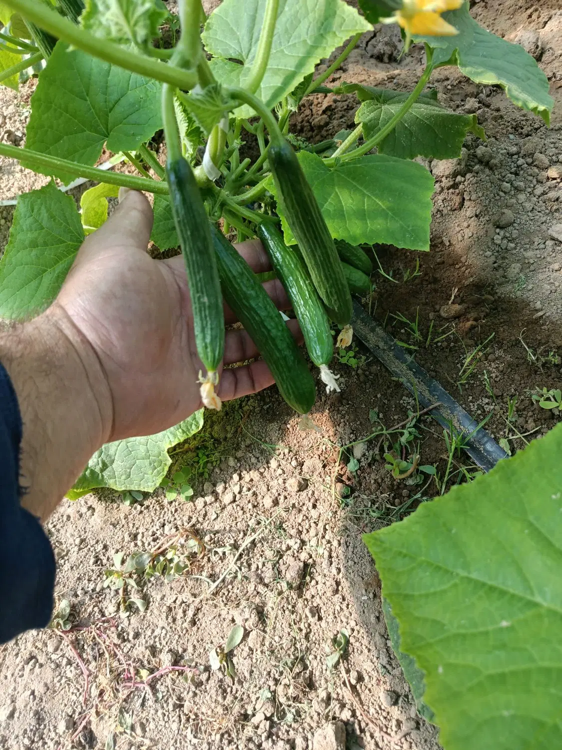 گلخانه صنعتی