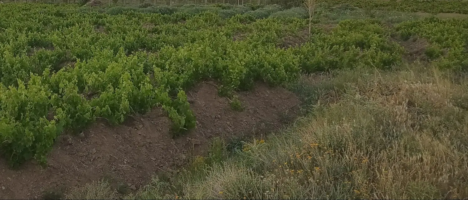 باغ انگور