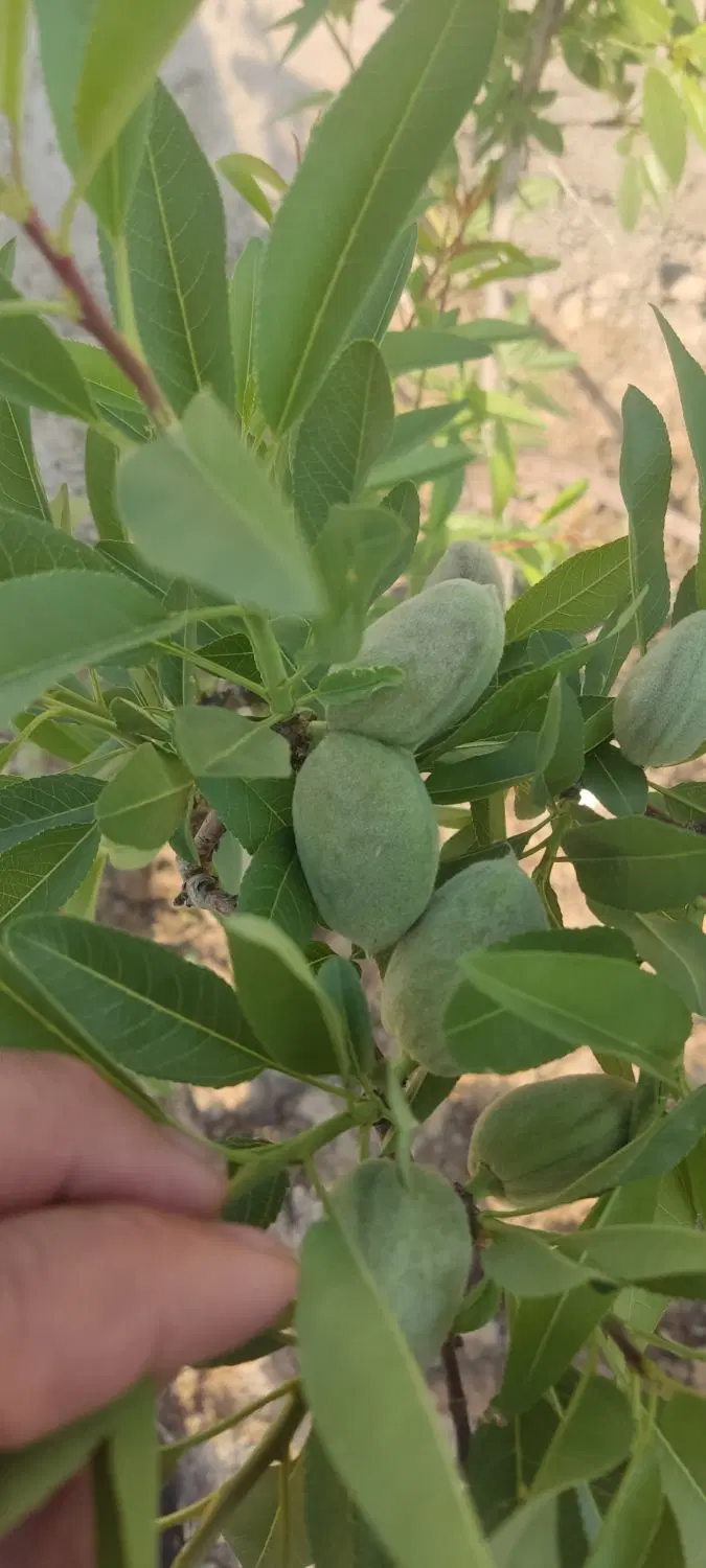 باغچه چهاردیواری