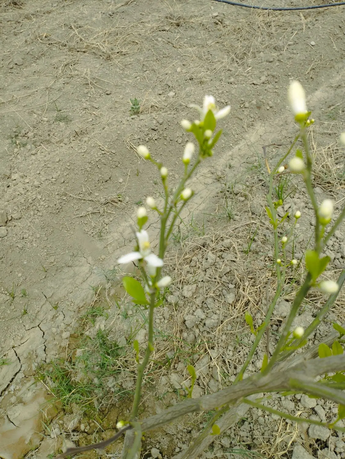 زمین باغی