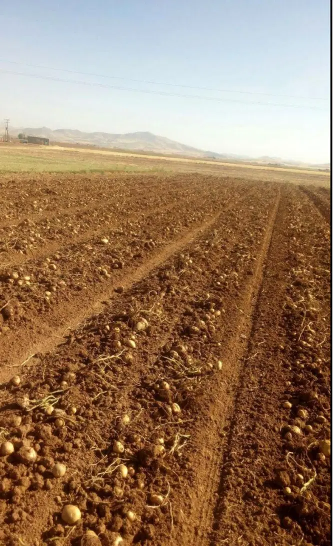 زمین کشاورزی