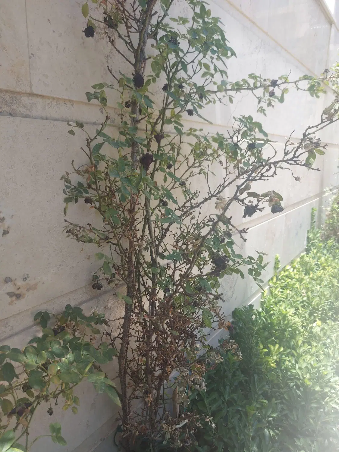 زمین در گلاهک رودهن