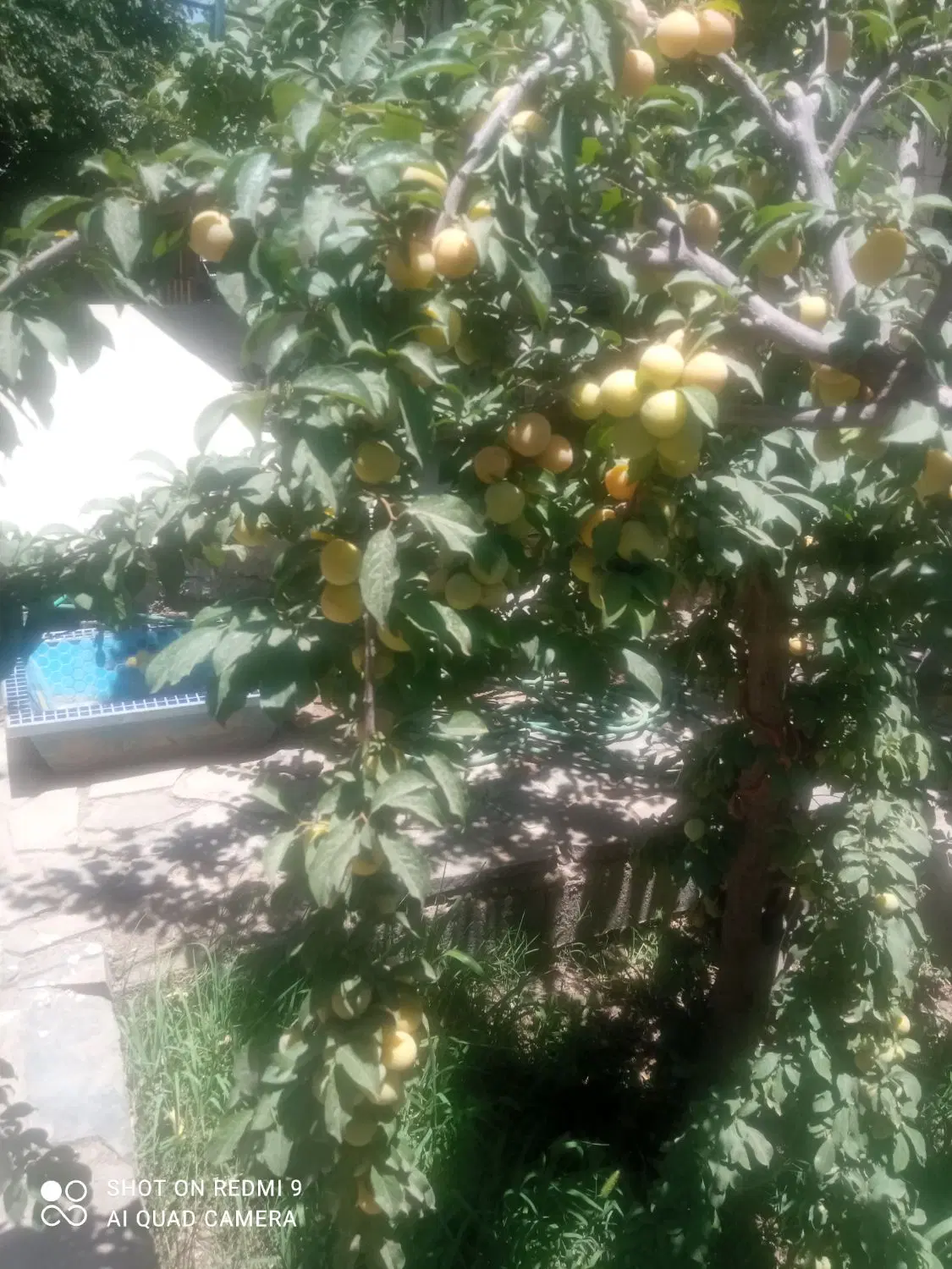 بلوار شهید عابدینی