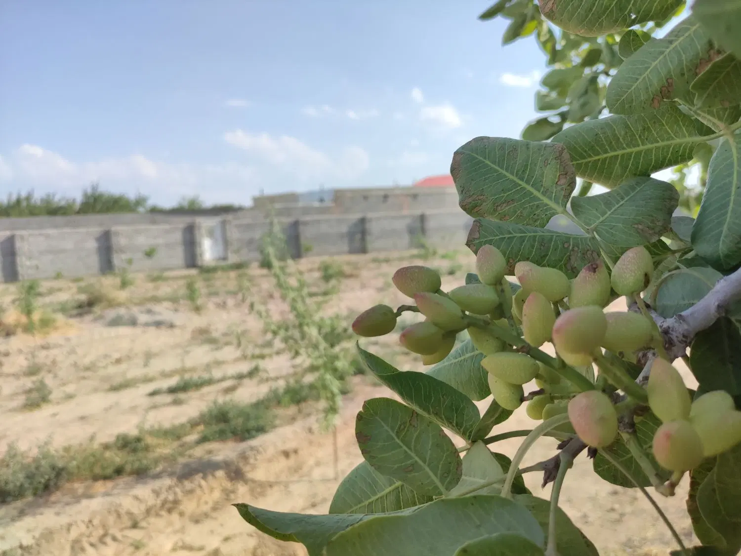 باغ 650 متر در خسروشاه