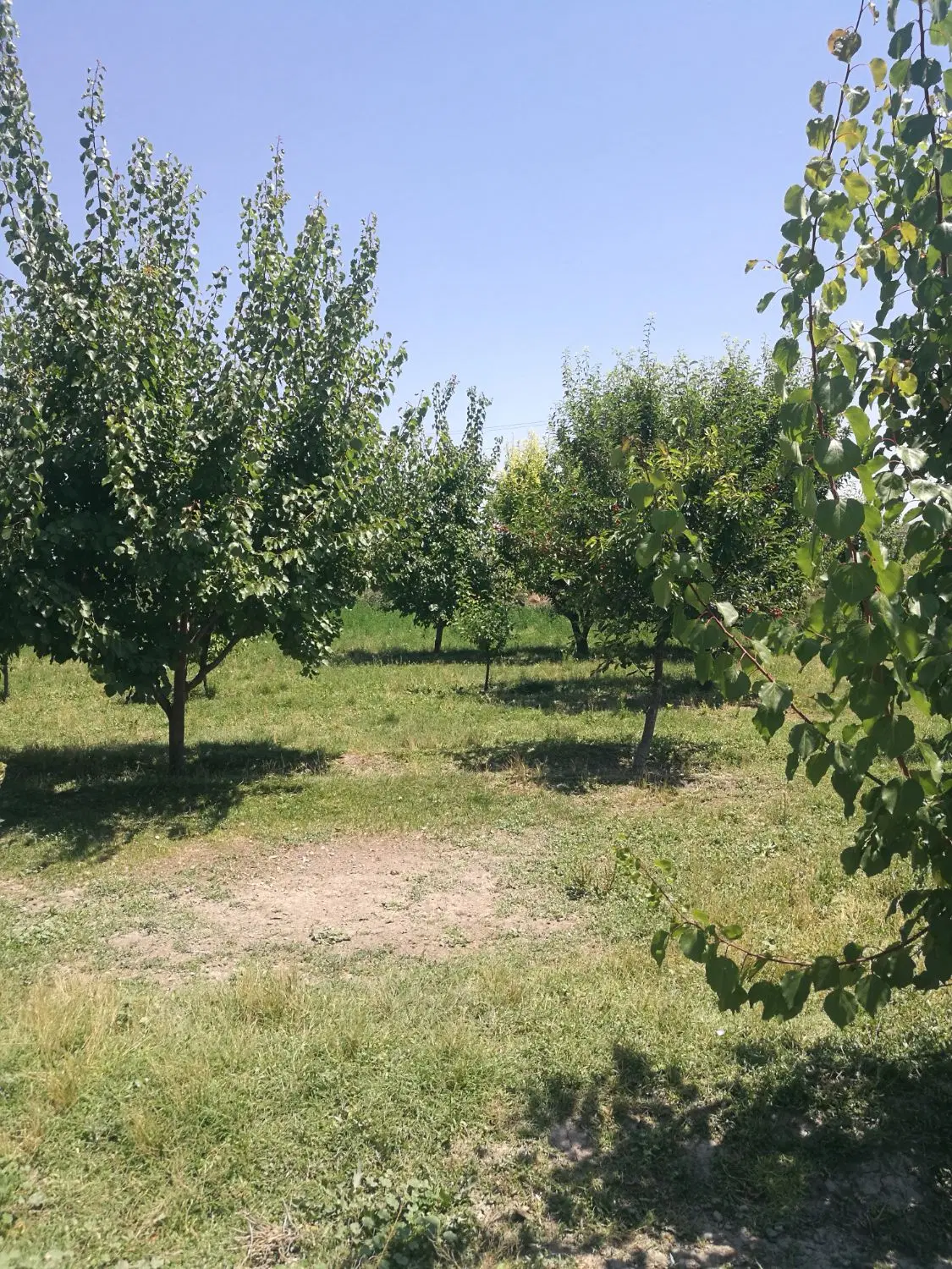 باغچه جاده سنتو اردوشاهی