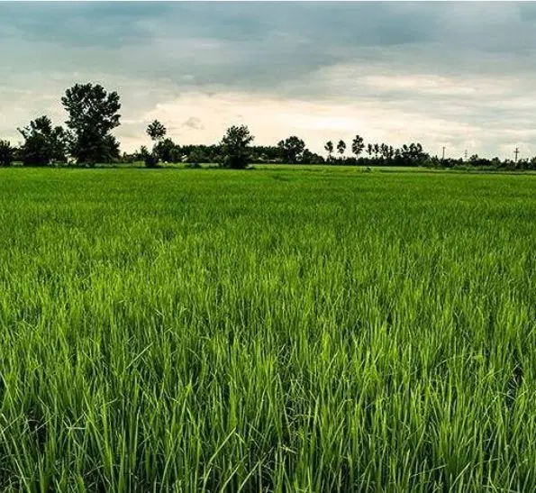 3500متر زمین شالیزار گیلان (تالش ـجوکندان)