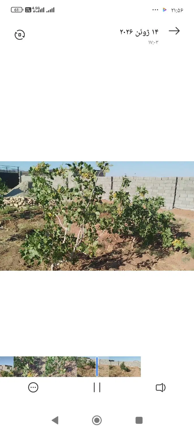 باغچه پسته .