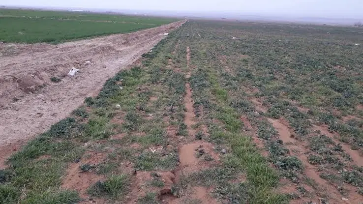 زمین دیمی و کشاورزی در روستای جان عزیز ماکو