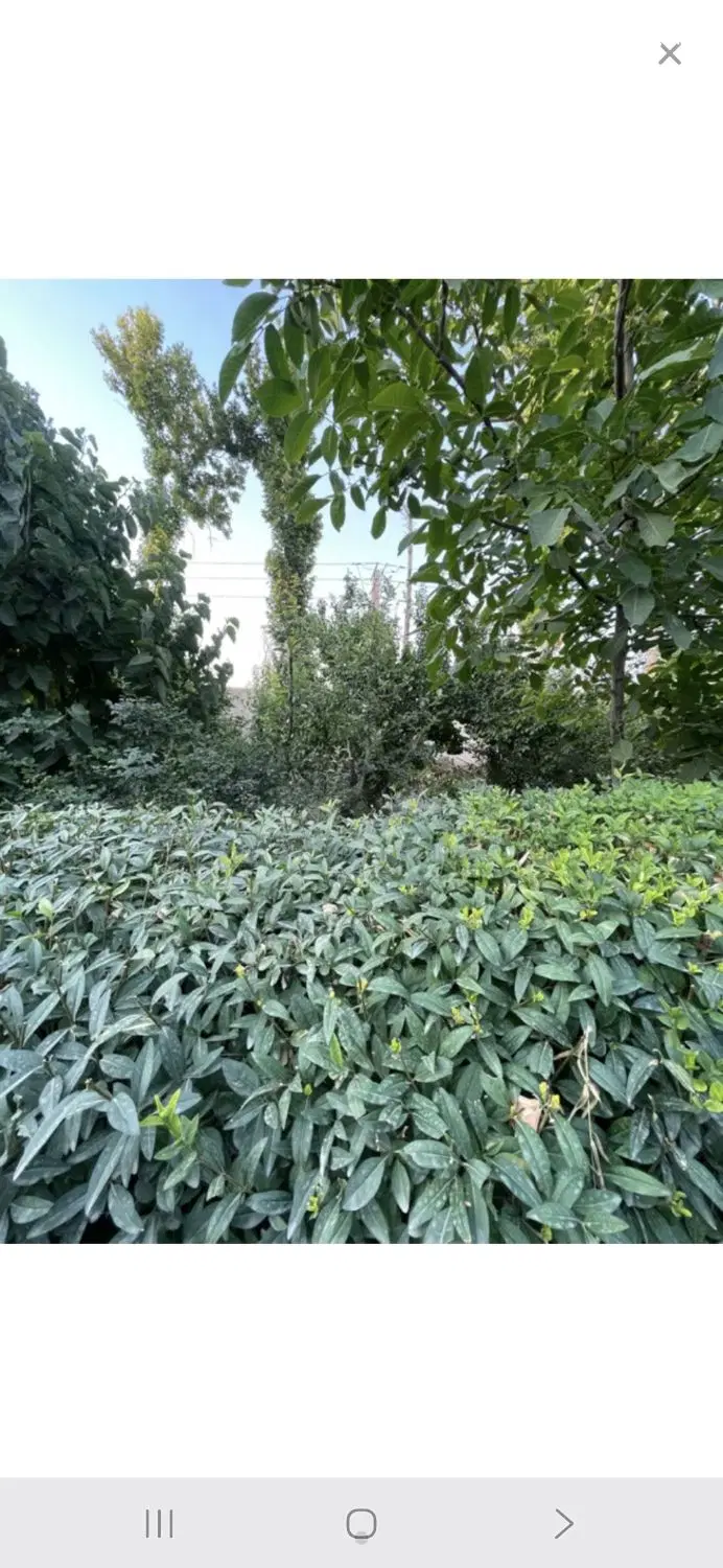 خانه ویلایی  رهن و اجاره