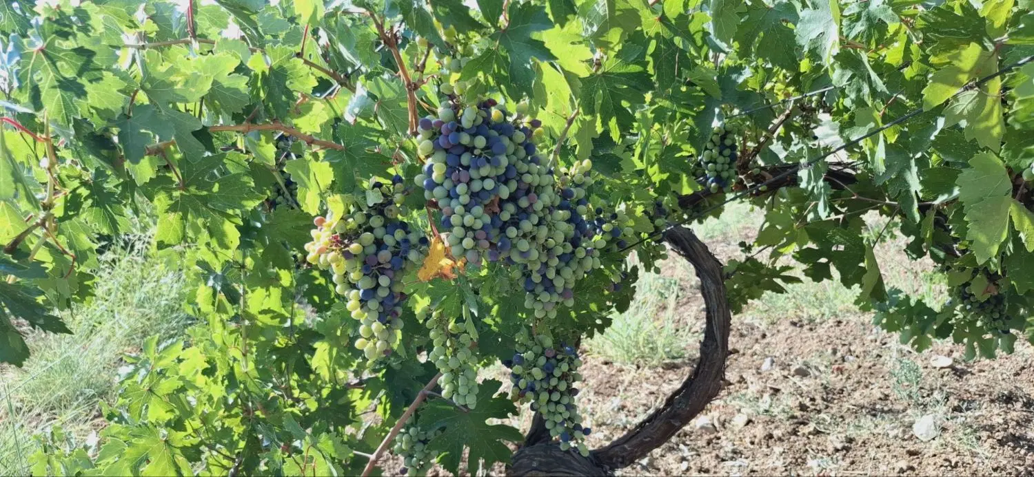 فروش باغ انگور شاهینی در روستای علی اباد