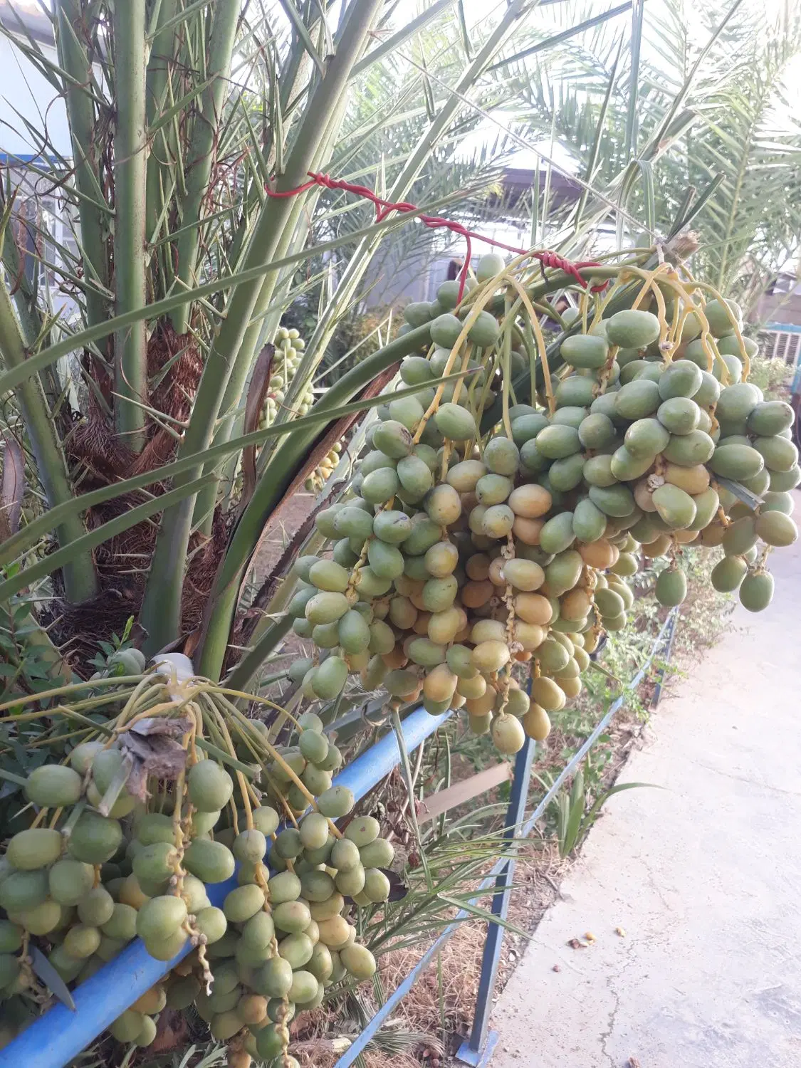 فروش زمین دو نبش