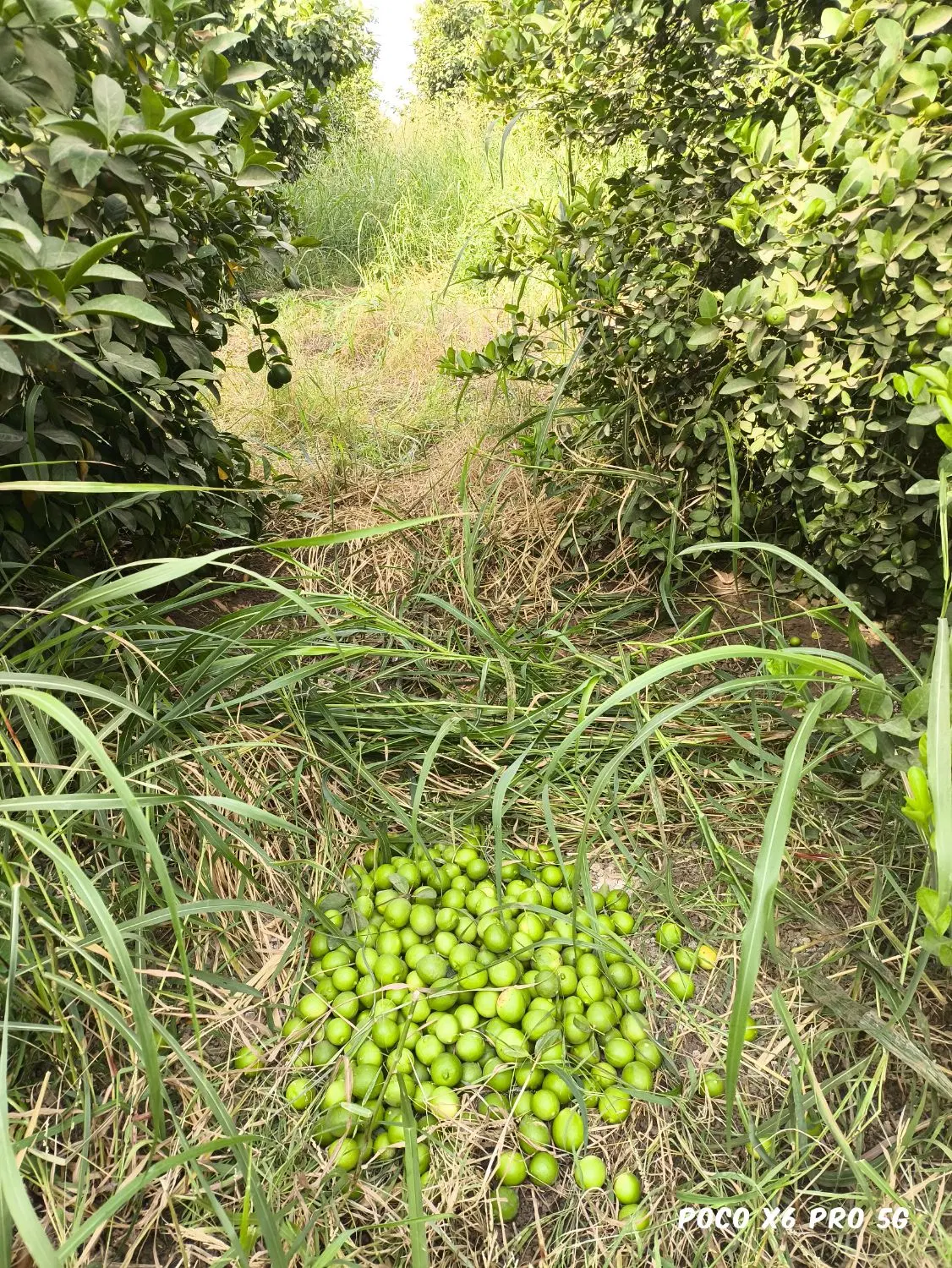 فروش باغچه