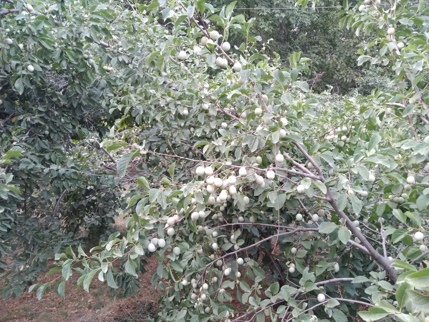 اجاره باغ آلو