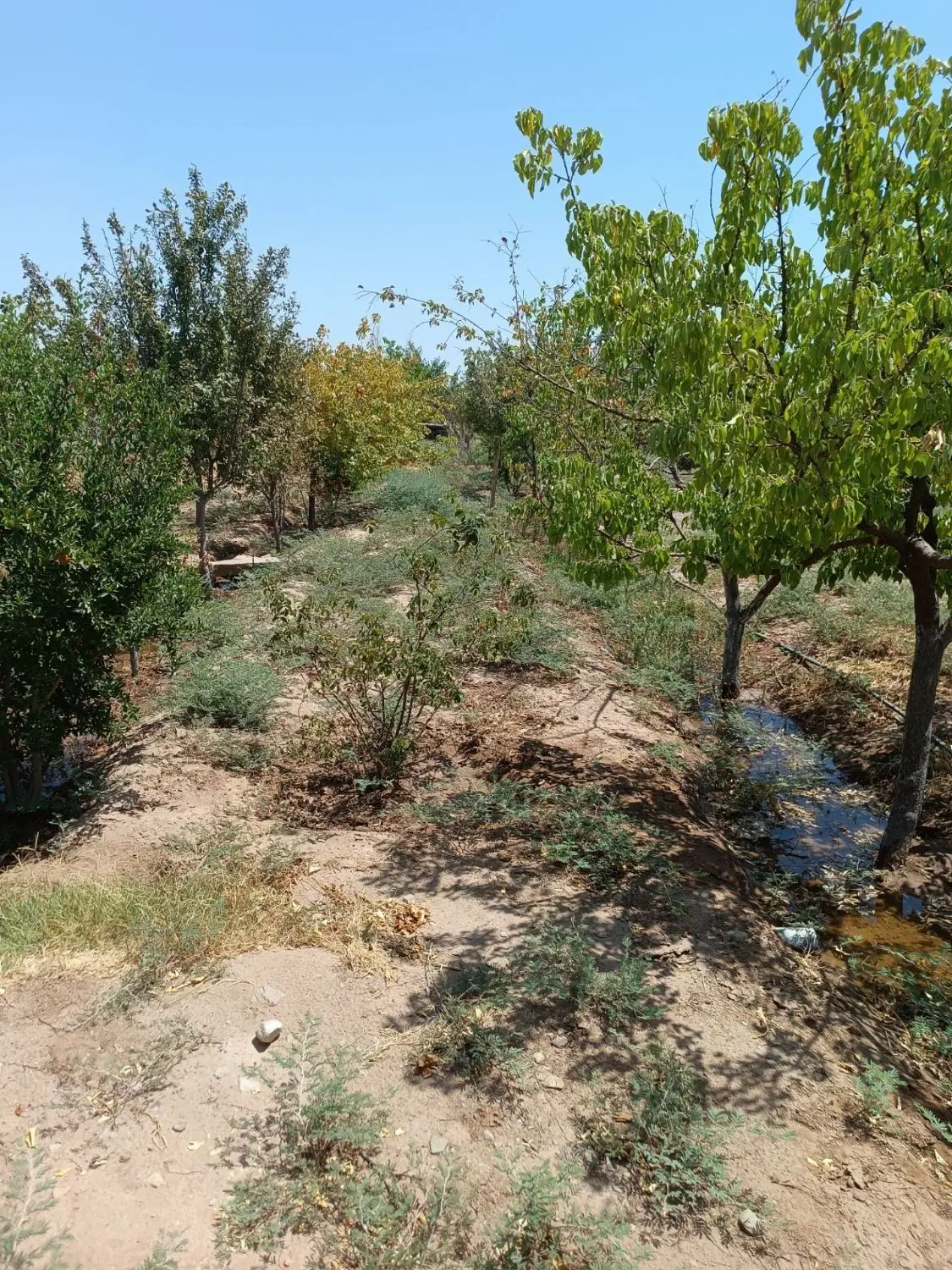 باغ در کهریزک پاکدشت