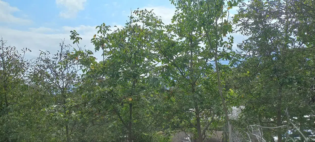 فروش زمین در روستای زیبای ورکی