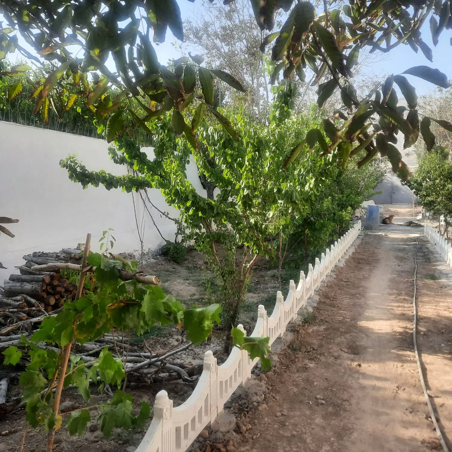 ۱۱۵۰ متر باغ فوری فروشی