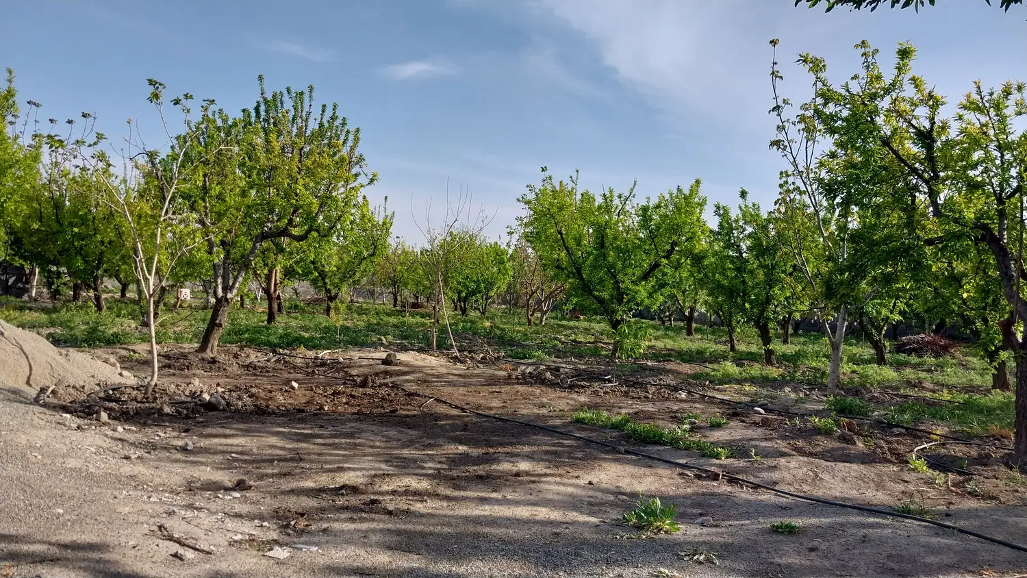 زمین ۲۵۰ متری روستای فشند