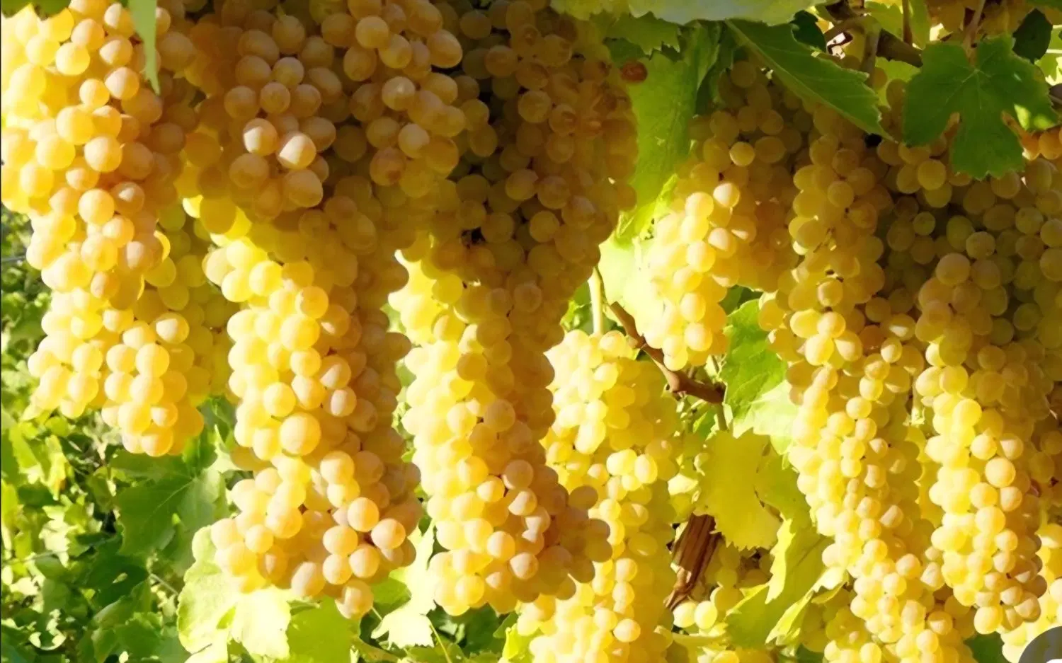 فروش