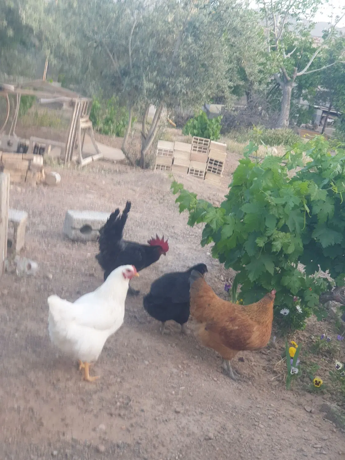 فروش باغ نزدیک شهر