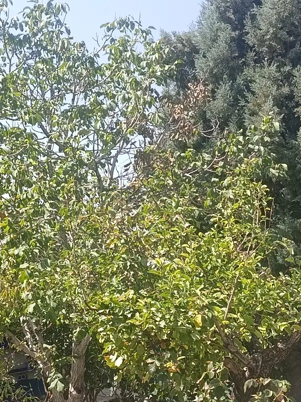 زمین باغ شهری 1000
