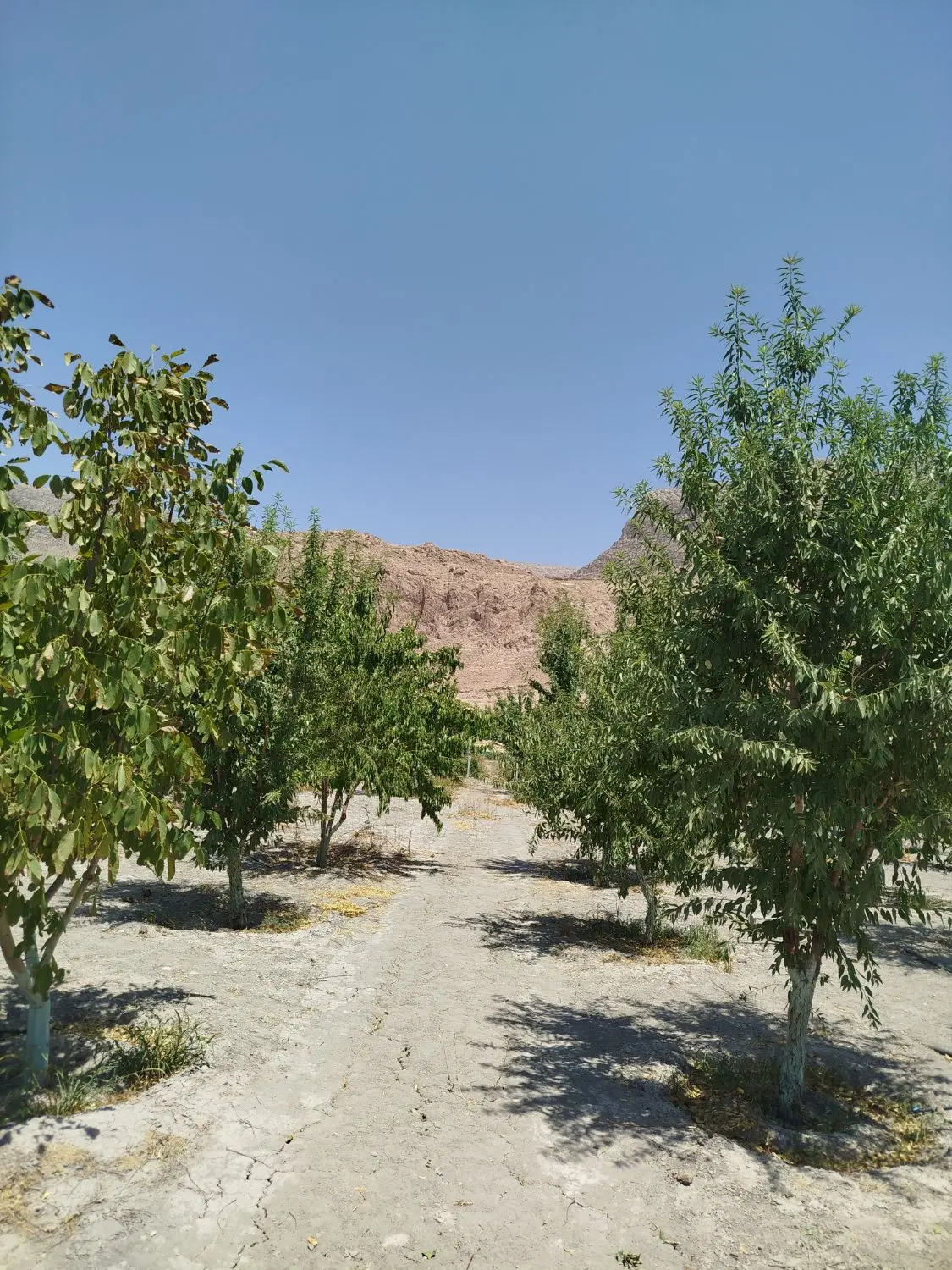 باغ