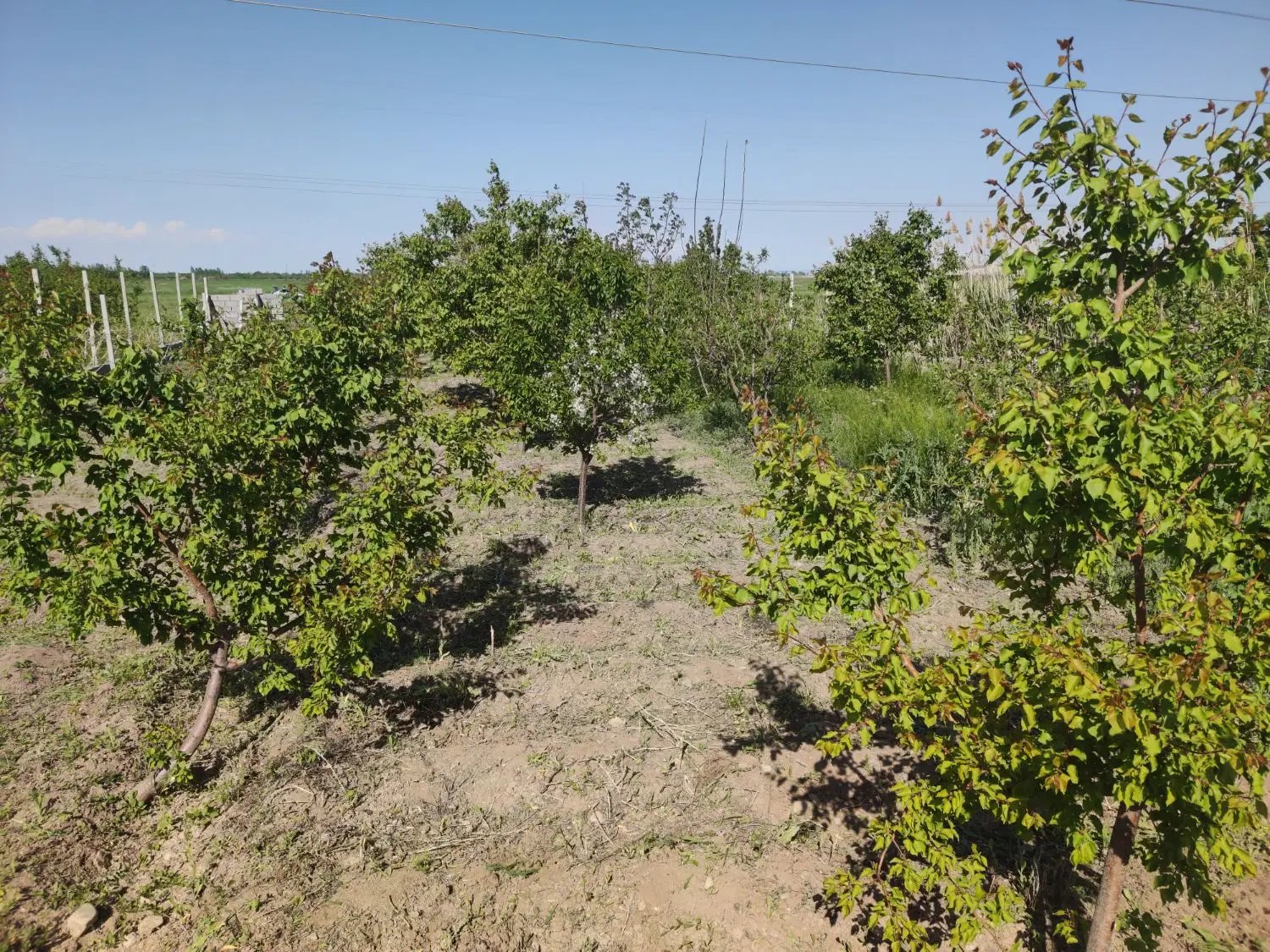 باغچه الوان جاده بالانج ، روستای دولاما