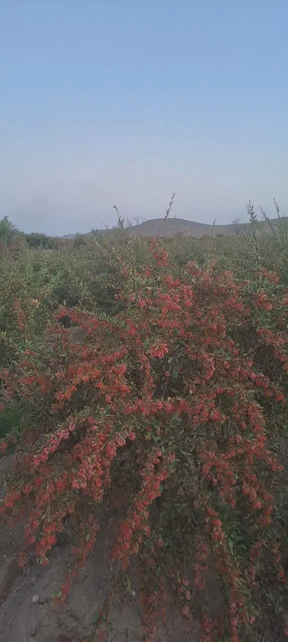 باغ‌بااب‌نزدیک‌بیرجند