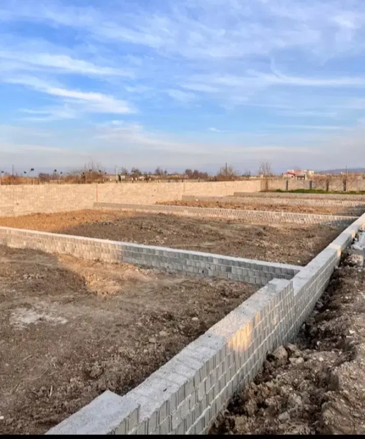 طلایی ناب دردل خاک های مازندران