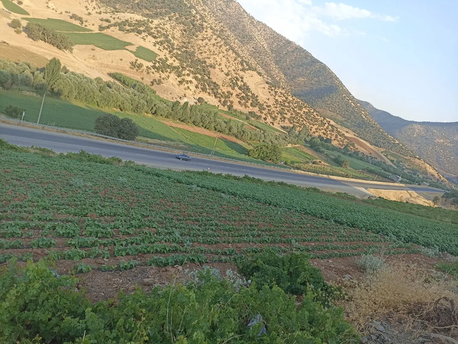 زمین کشاورزی