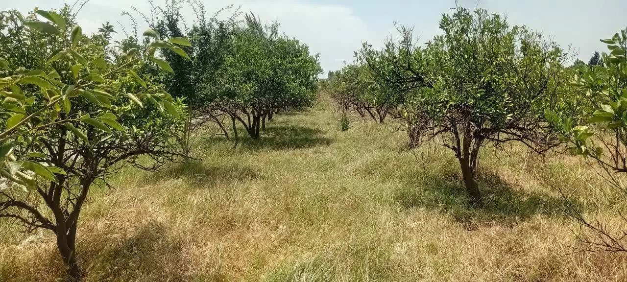 فروش باغ مرکبات
