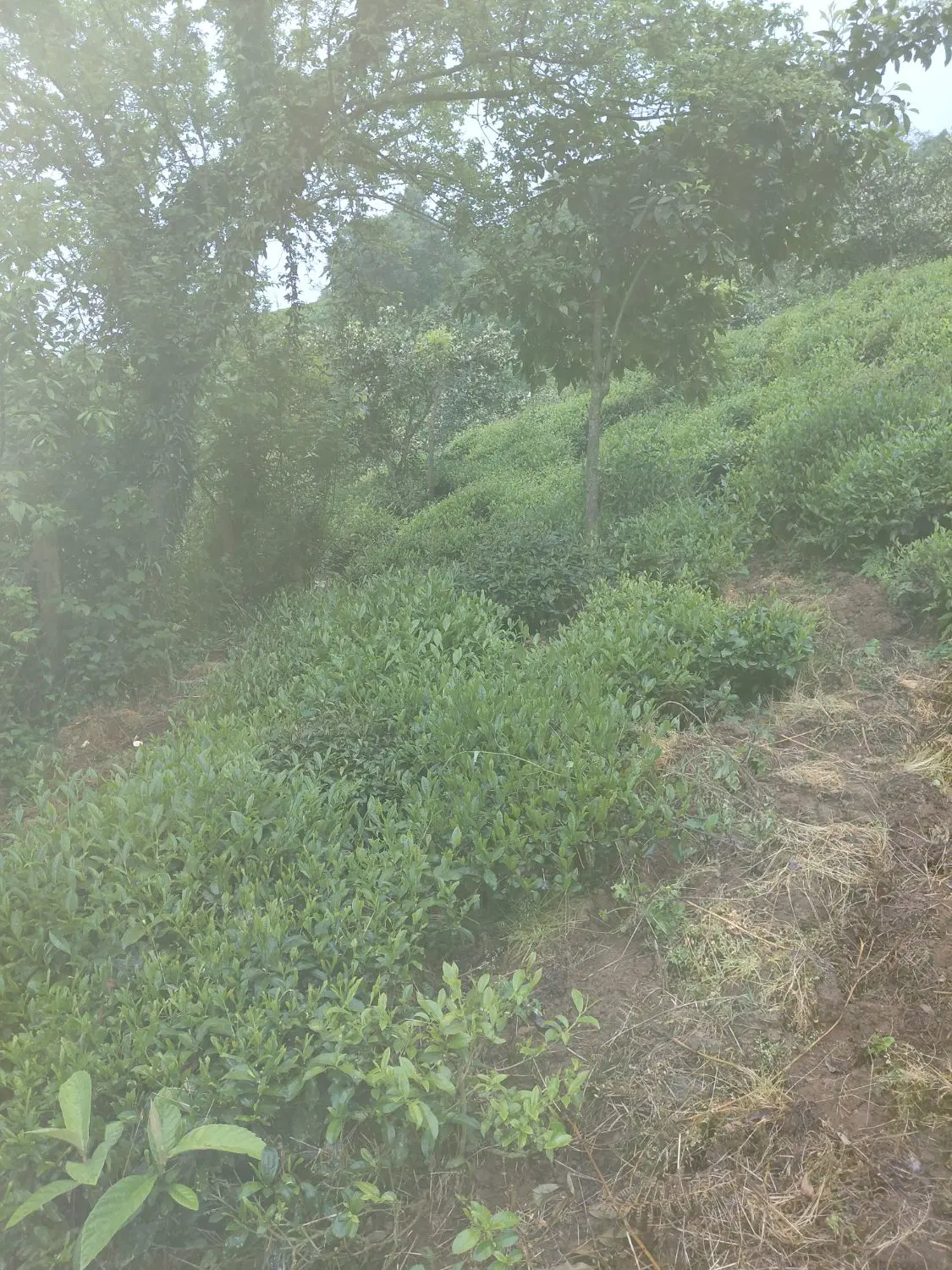 ۵۰۰۰ متر  زمین باغی بر آسفالت روستایی اطاقور