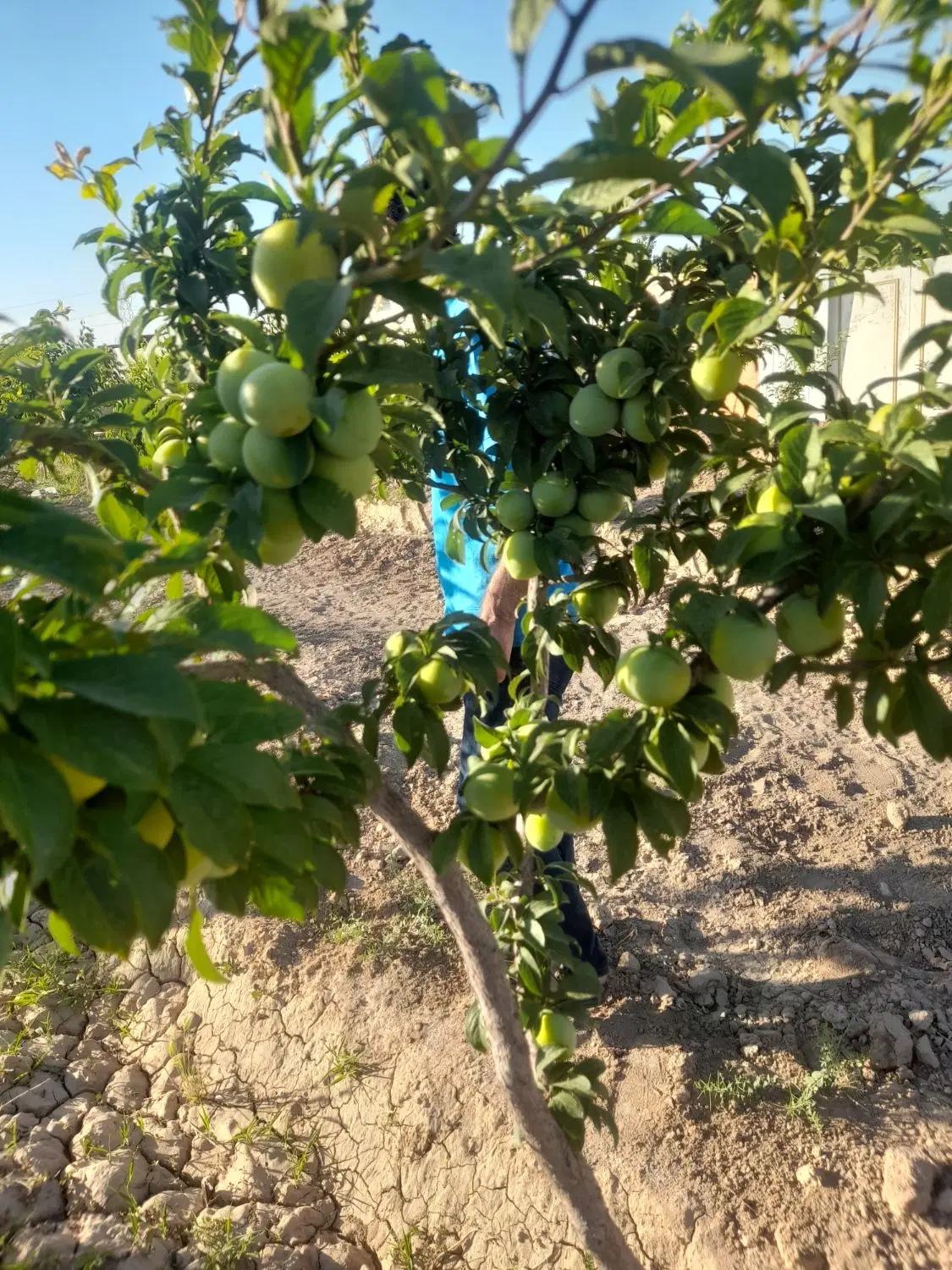 باغ ۵۰۰متری
