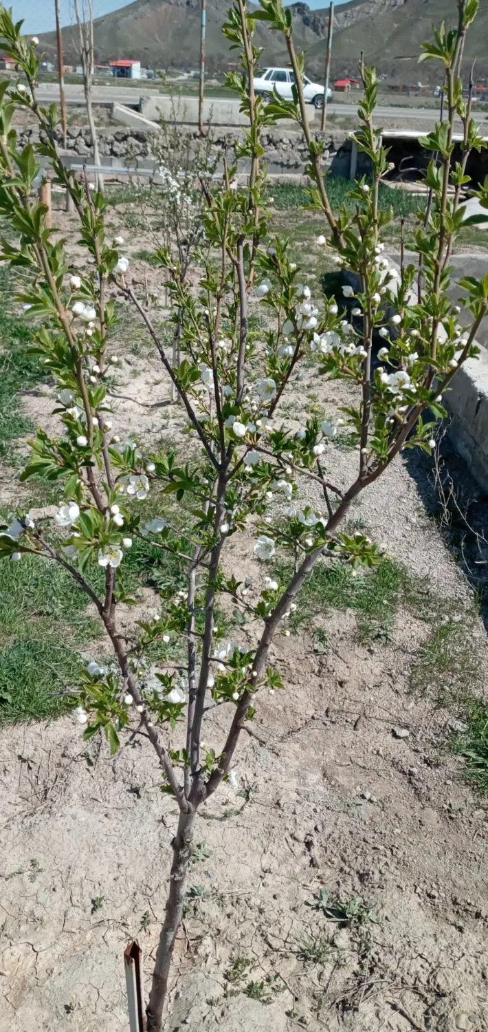 اجاره زیر زمین