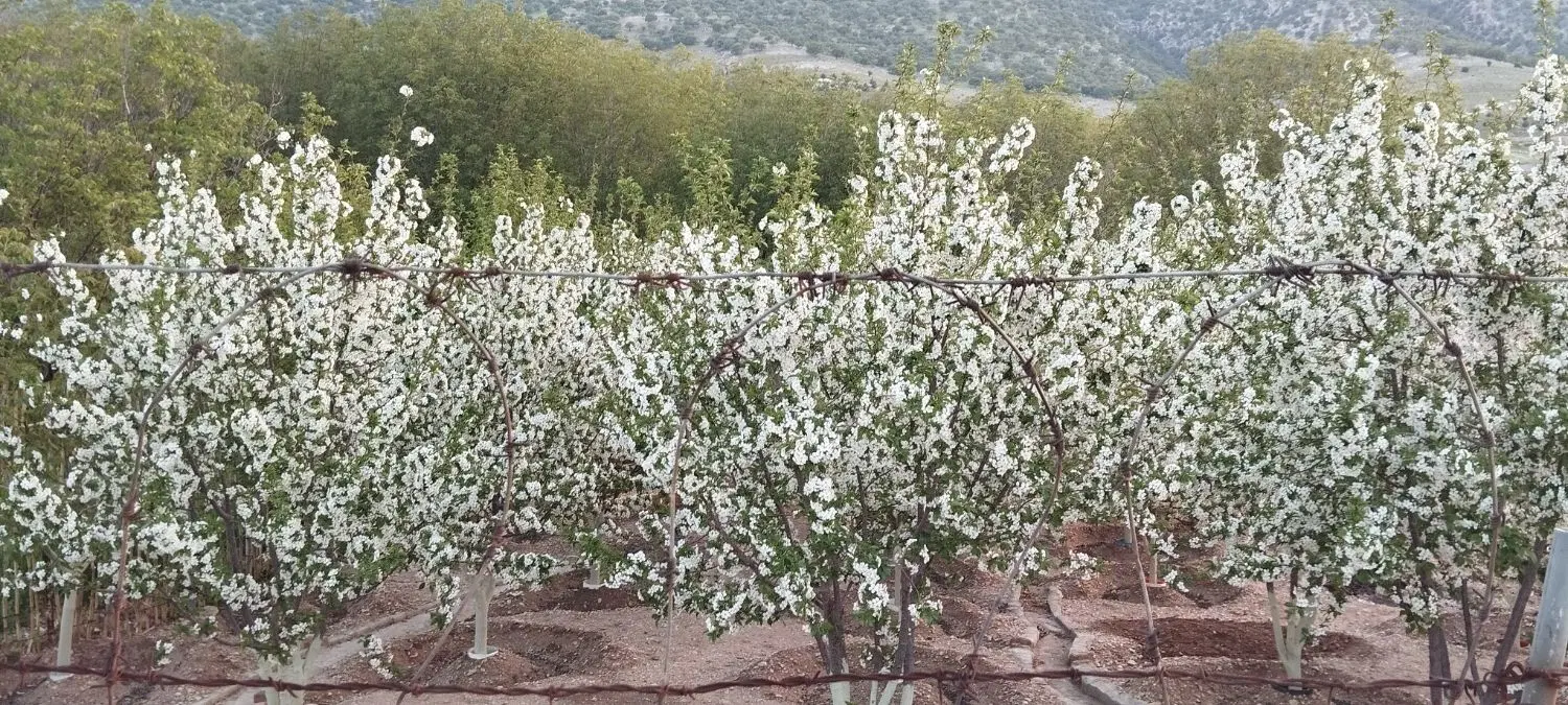 فروش زمین مسکونی در سراب ایوان
