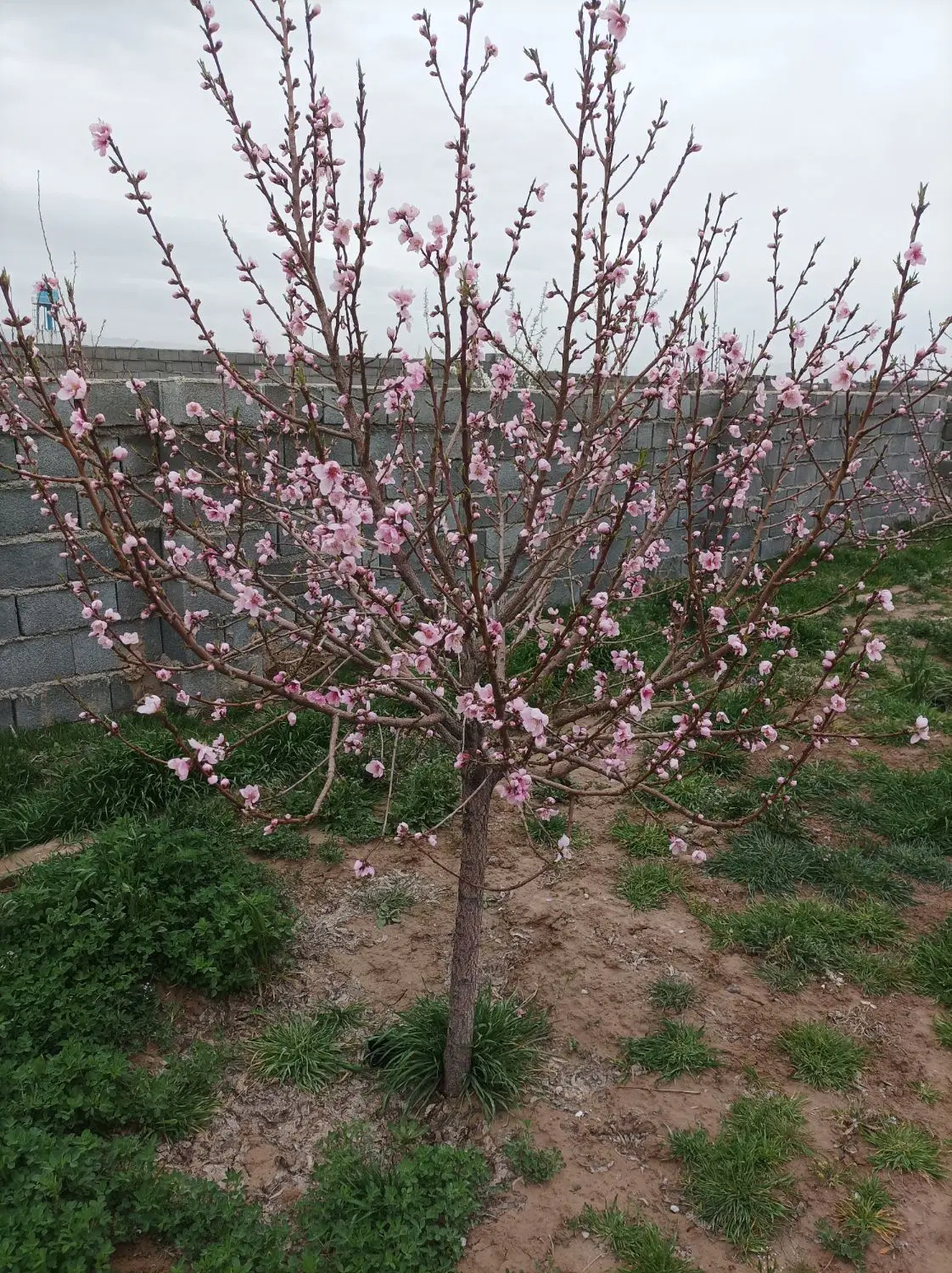 باغ در عسگریه