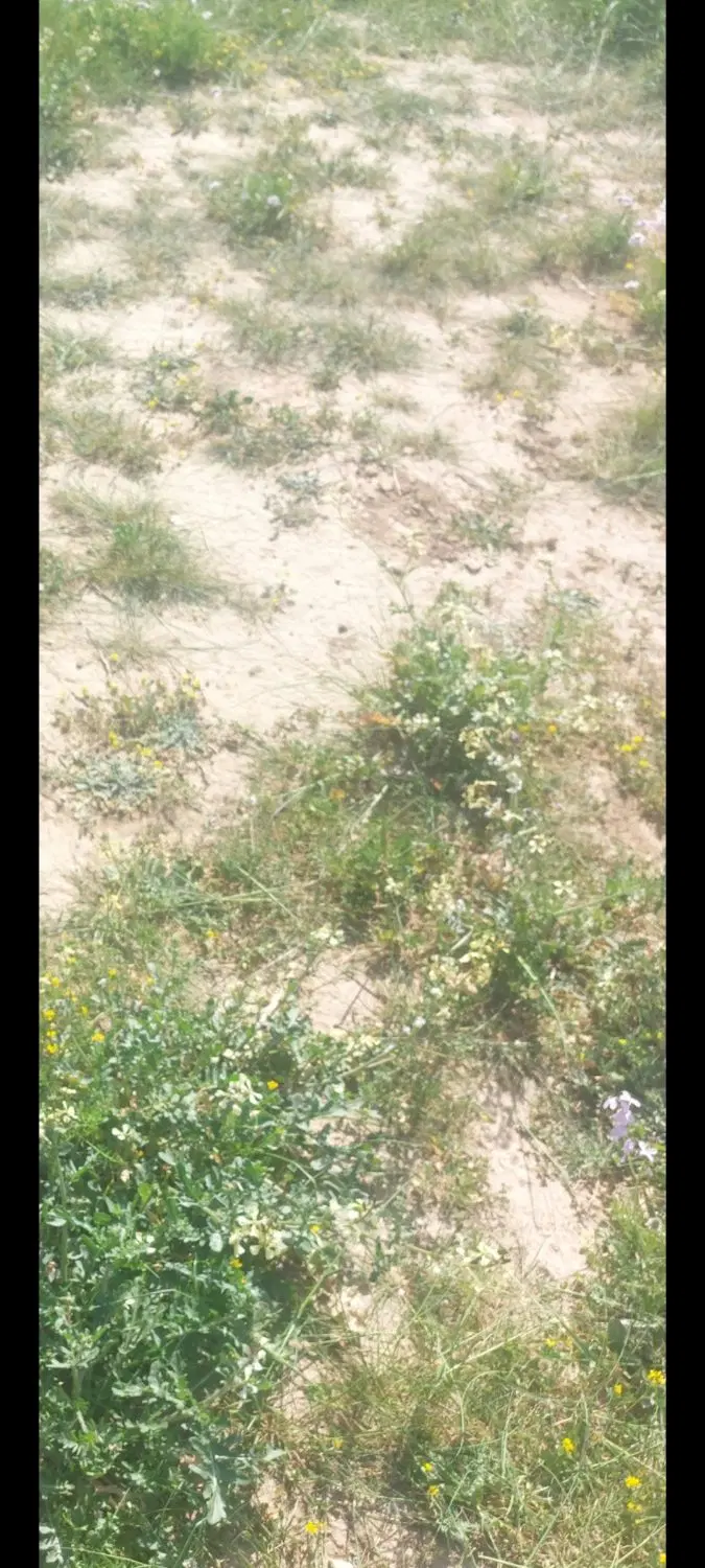 زمین مسکونی