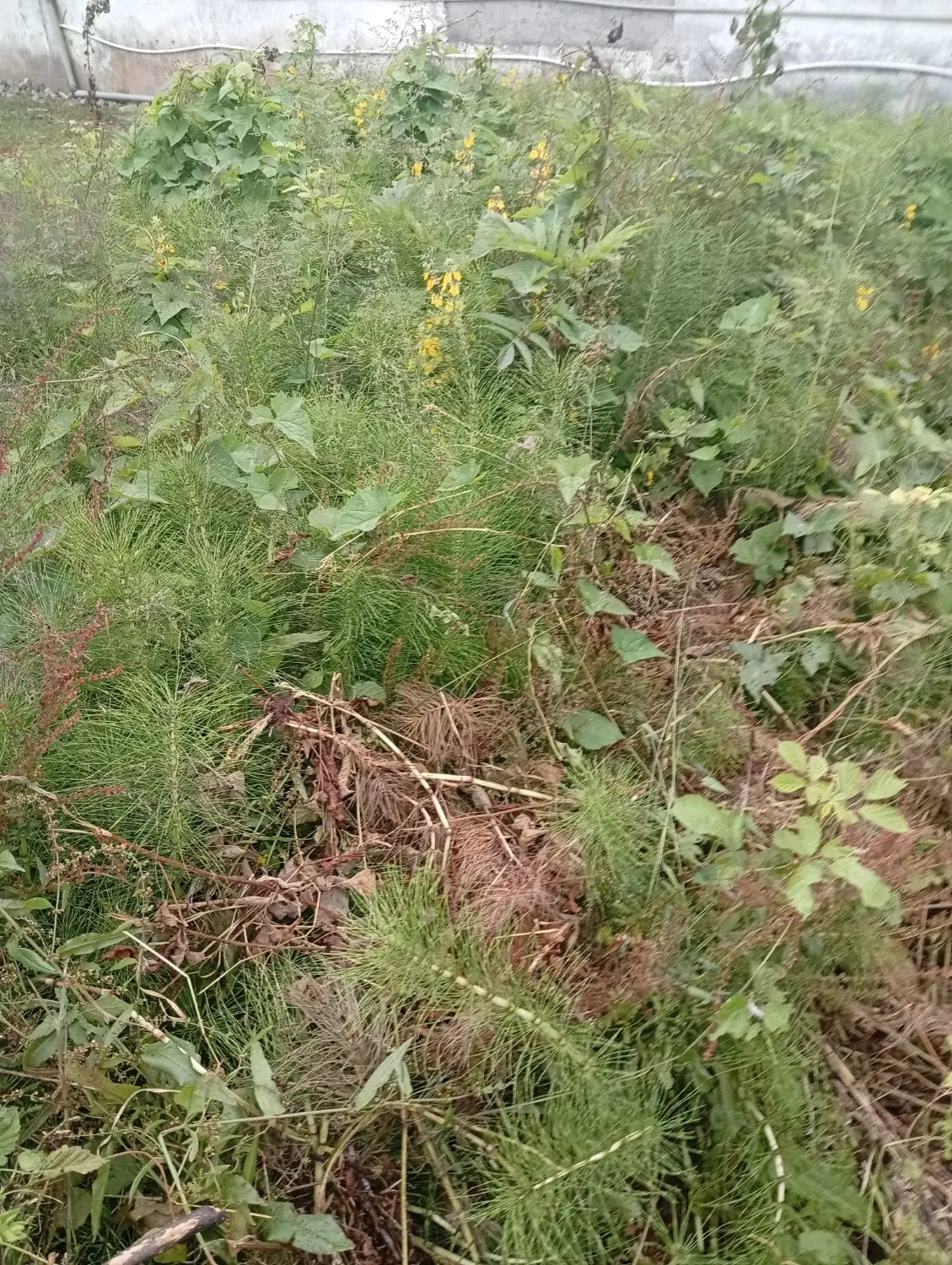 زمین مسکونی